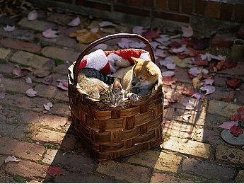 《魔法少女的魔女审判》中文版登陆Steam